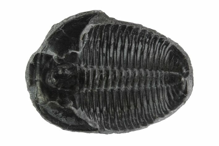 Elrathia Trilobite Fossil - Wheeler Shale, Utah #97129